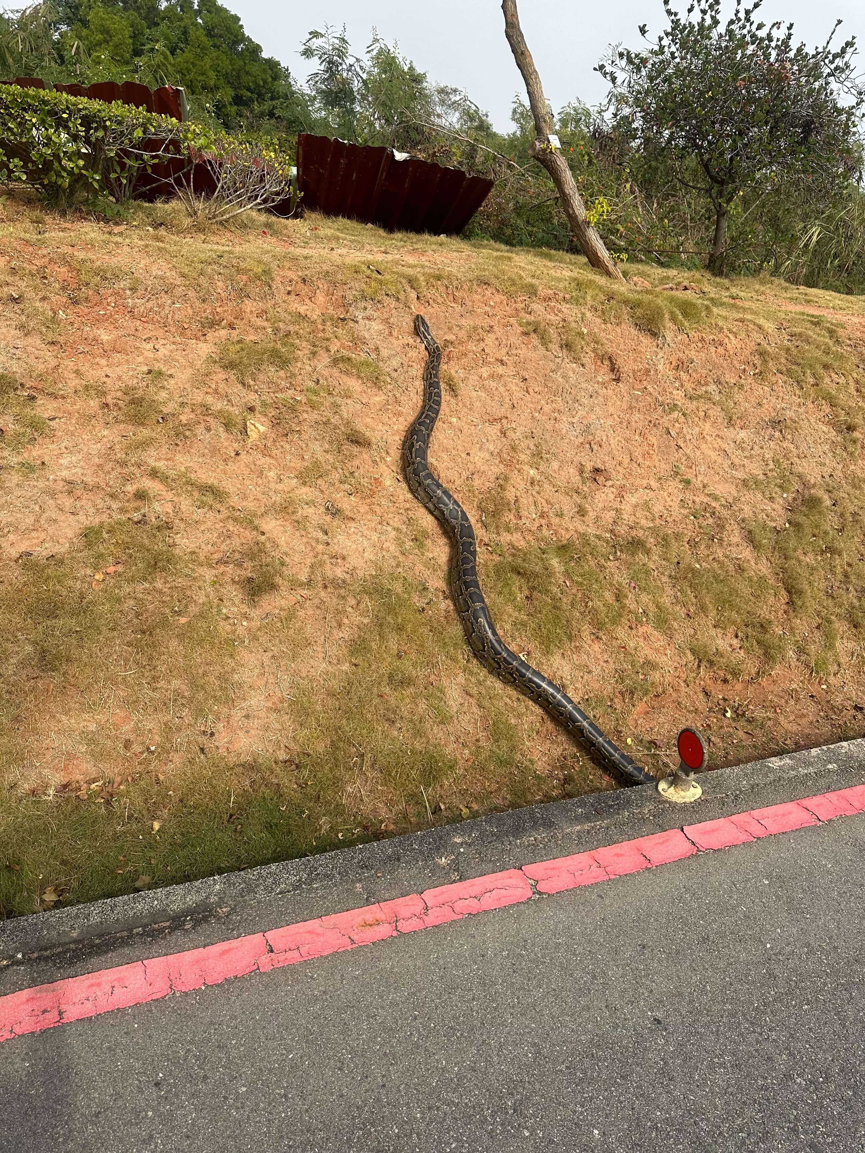 金門3公尺「巨蟒」霸氣過馬路　民眾爆樹林還有