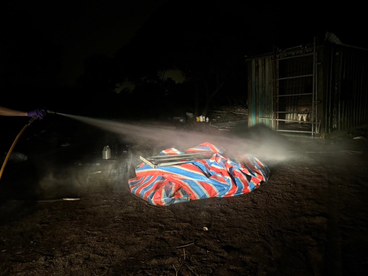 金門再現牛結節疹案例，防疫所啟動防疫處置程序