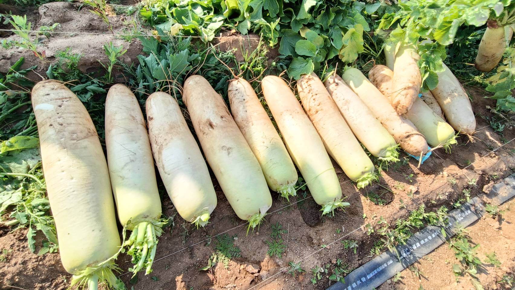 金門菜頭親子公益家庭日3分鐘4000千顆菜頭拔光 金門菜頭親子公益家庭日3分鐘4000千顆菜頭拔光