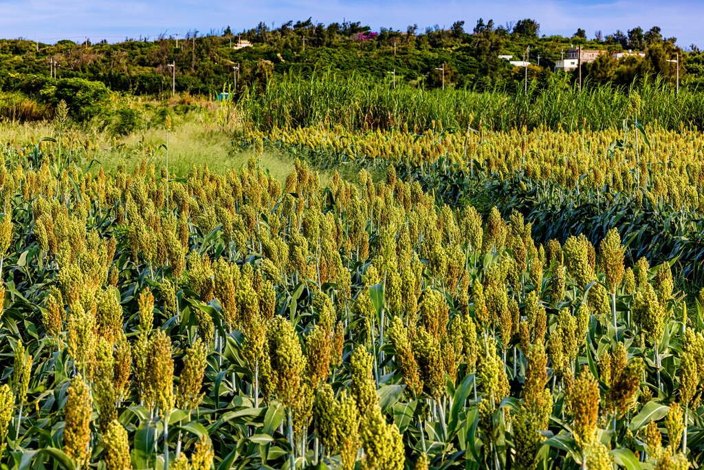 療癒必追!《不如海邊吹吹風》帶你沉浸金門美景! 療癒必追!《不如海邊吹吹風》帶你沉浸金門美景!