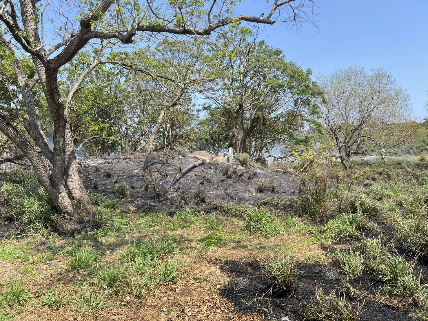 金門金寧鄉雜草火災迅速撲滅 燃燒面積1,500平方公尺