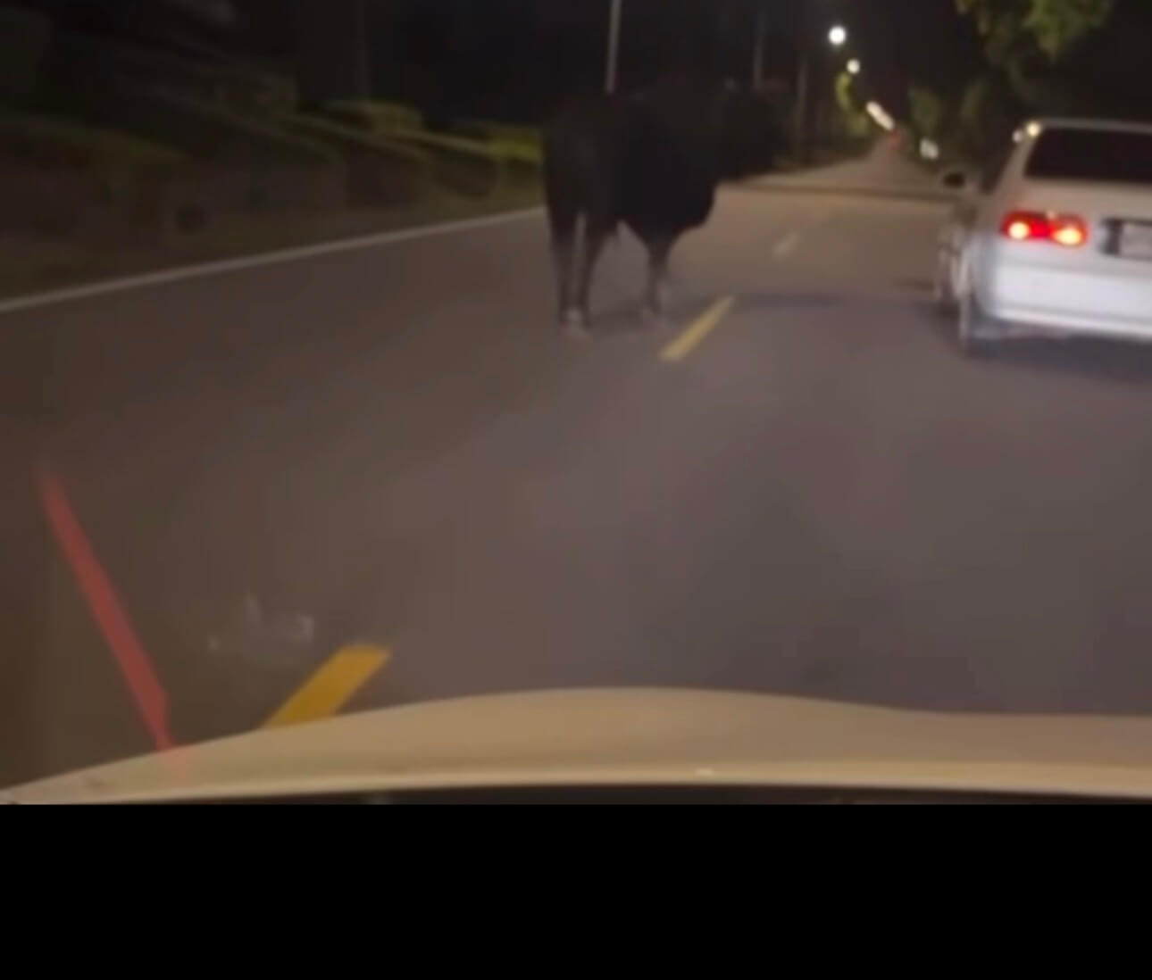 金門牛半夜逛馬路肇事 造成車毀牛肇事逃逸