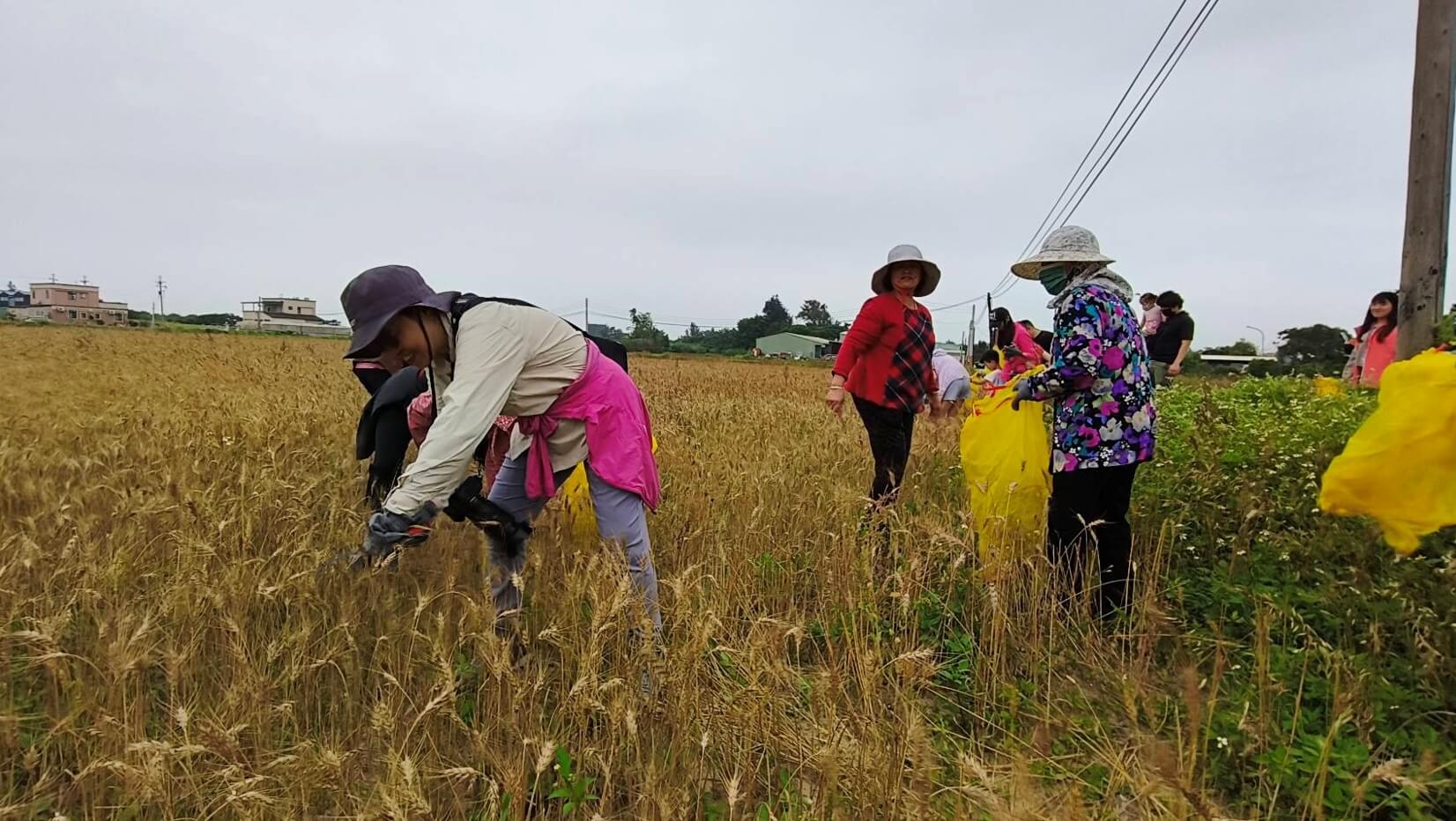 【官澳小麥體驗回顧】走進金門麥田 感受《澳麥的神奇磨法》農村魅力! 【官澳小麥體驗回顧】走進金門麥田 感受《澳麥的神奇磨法》農村魅力!