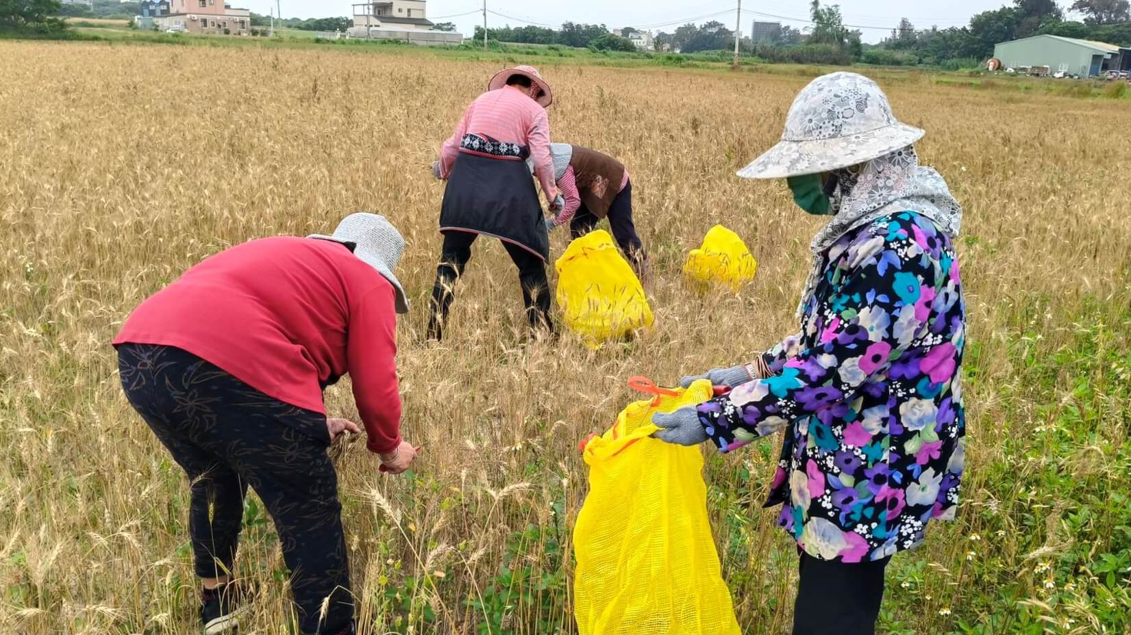 【官澳小麥體驗回顧】走進金門麥田 感受《澳麥的神奇磨法》農村魅力! 【官澳小麥體驗回顧】走進金門麥田 感受《澳麥的神奇磨法》農村魅力!