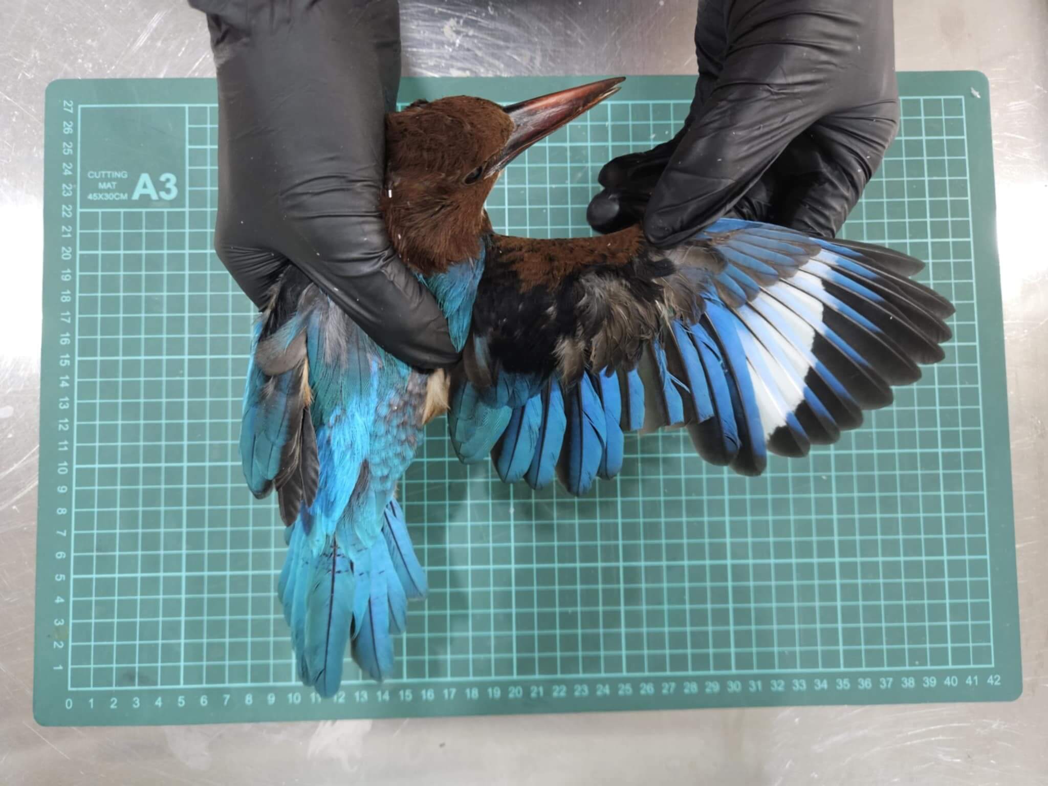 金門國家公園保育研究成果發表會5月22日辦理 歡迎踴躍報名