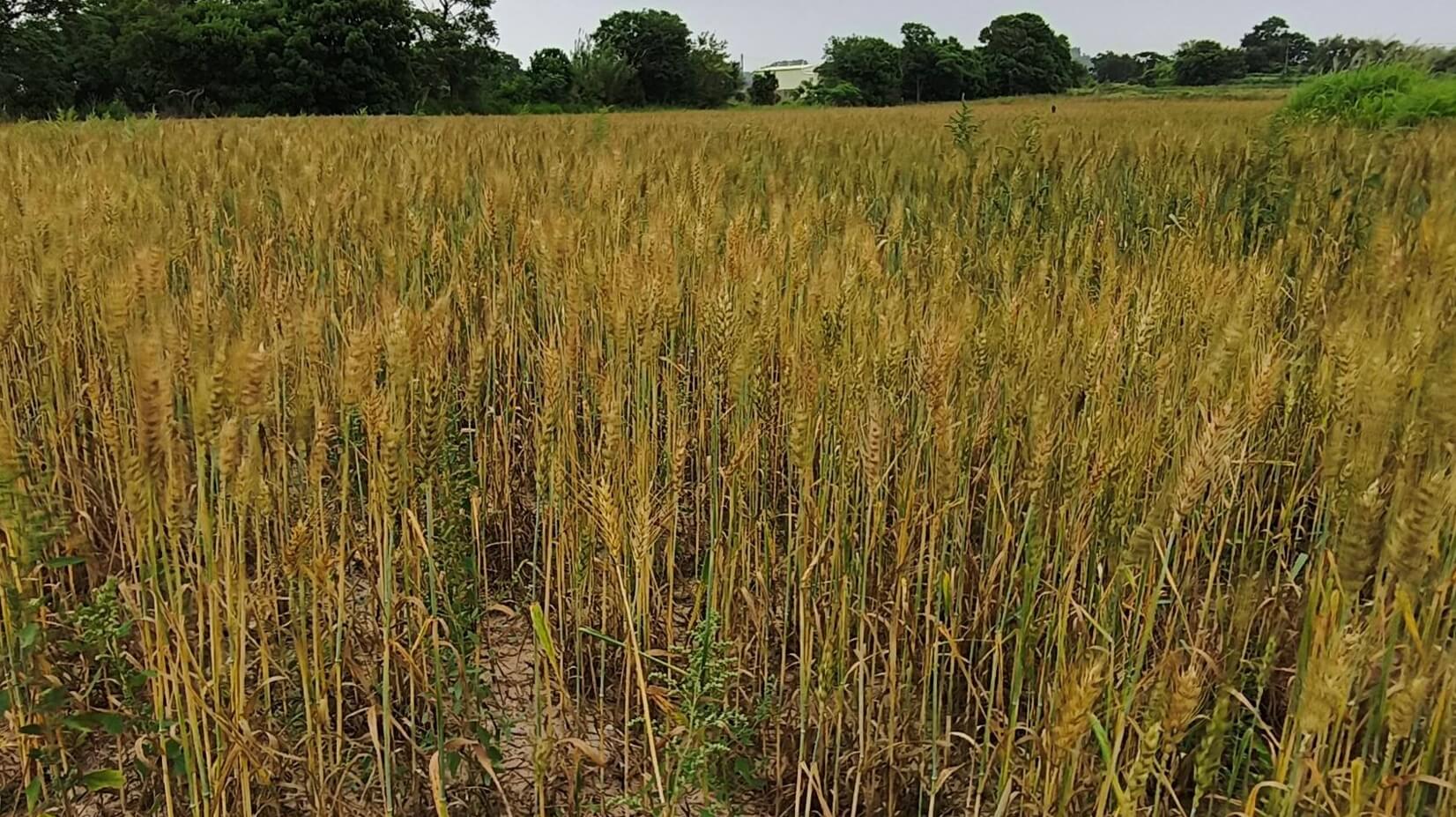 【官澳小麥體驗回顧】走進金門麥田 感受《澳麥的神奇磨法》農村魅力! 【官澳小麥體驗回顧】走進金門麥田 感受《澳麥的神奇磨法》農村魅力!