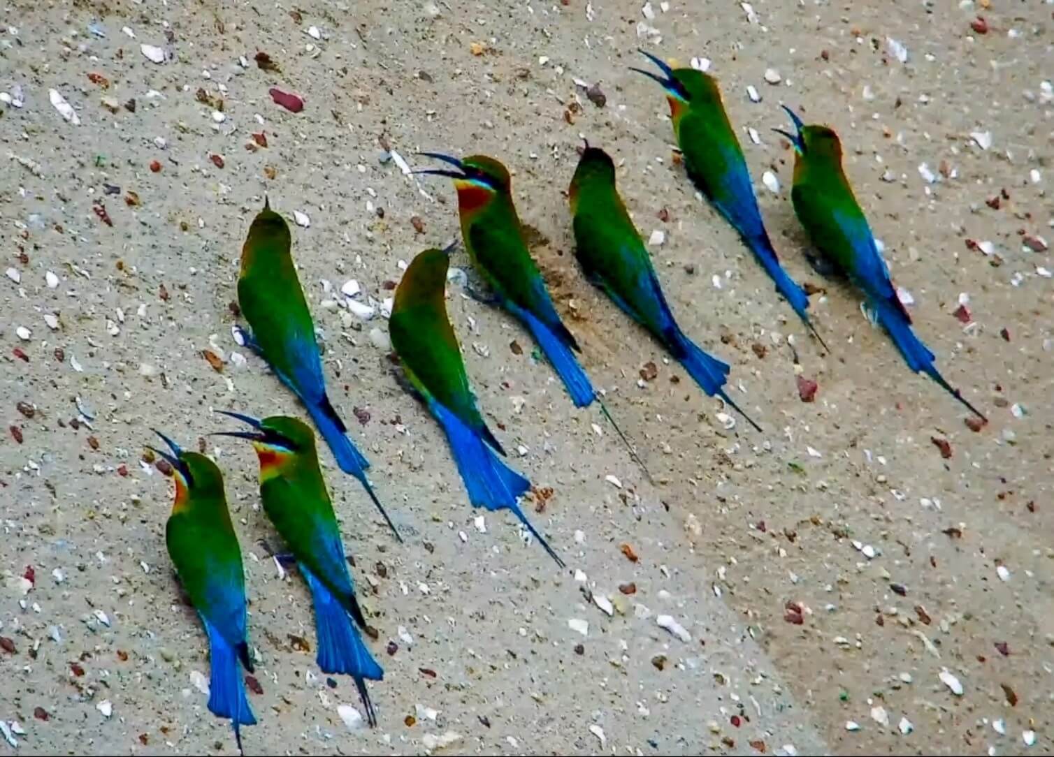 「夏日精靈」栗喉蜂虎造訪金門  金管處提供即時影像 民眾觀看