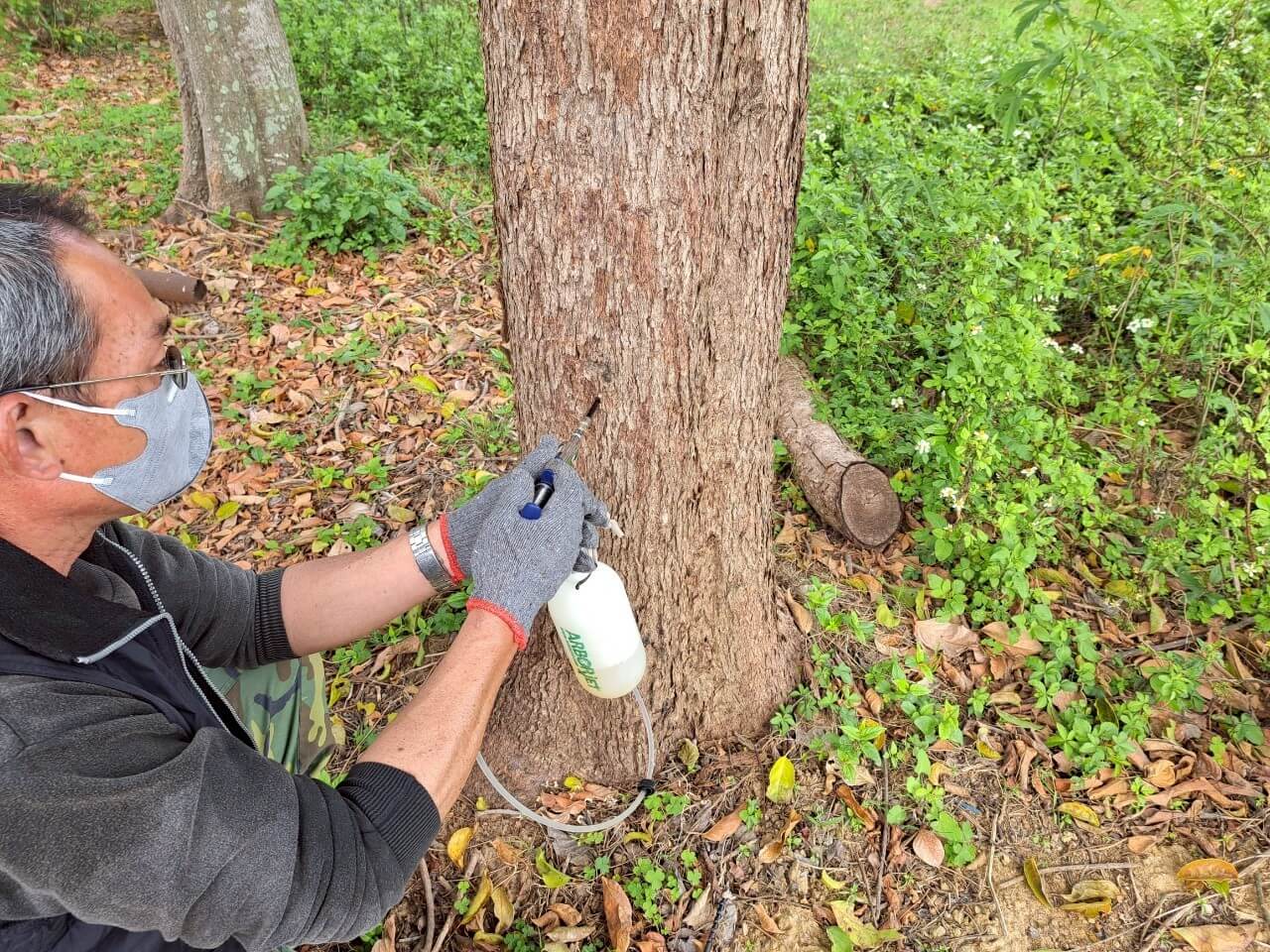 蟲蟲危機 金門全島啟動行道樹蟲害防治大作戰