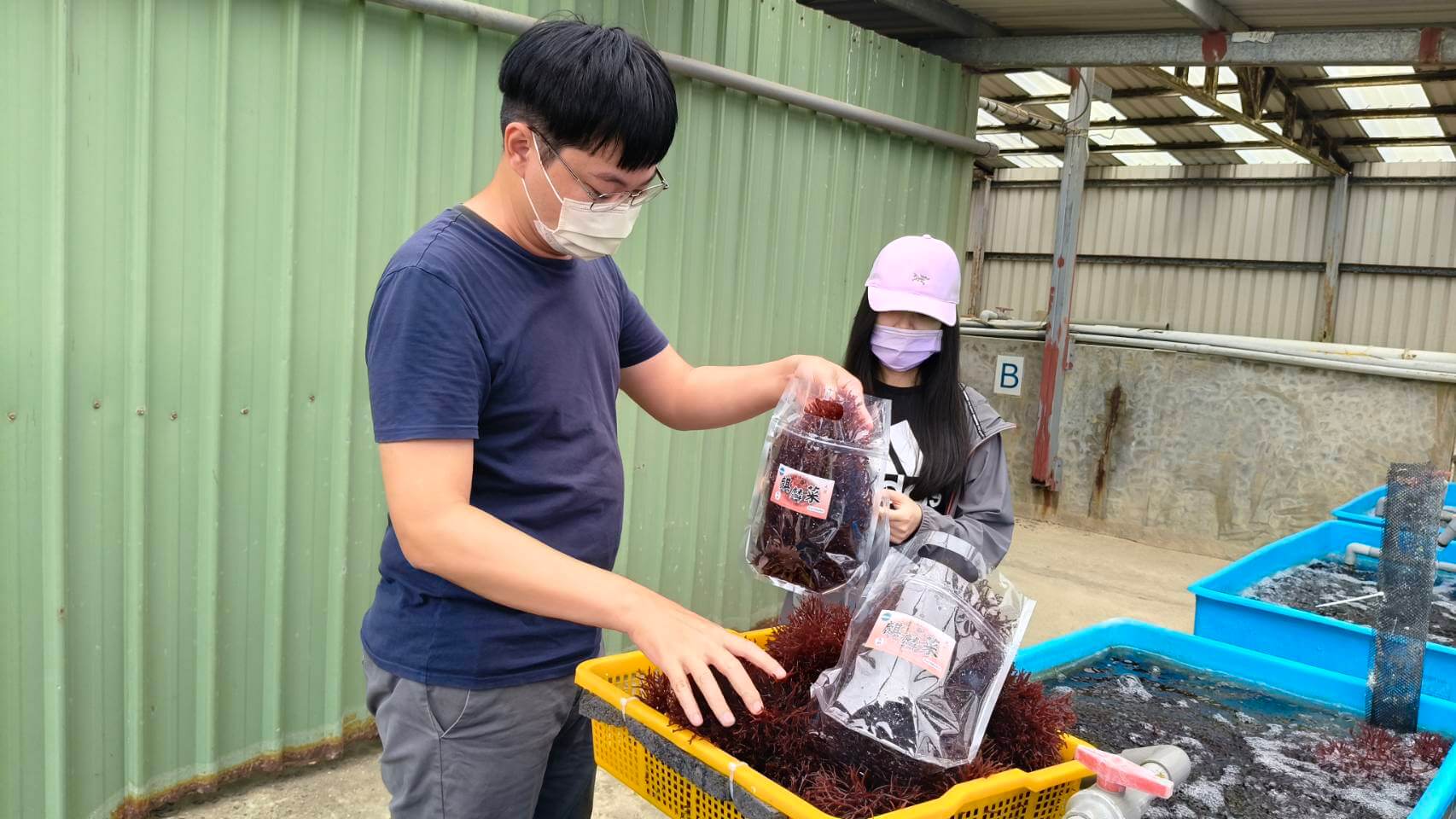 高纖維、低脂肪、低熱能 金門水試所麒麟菜開賣