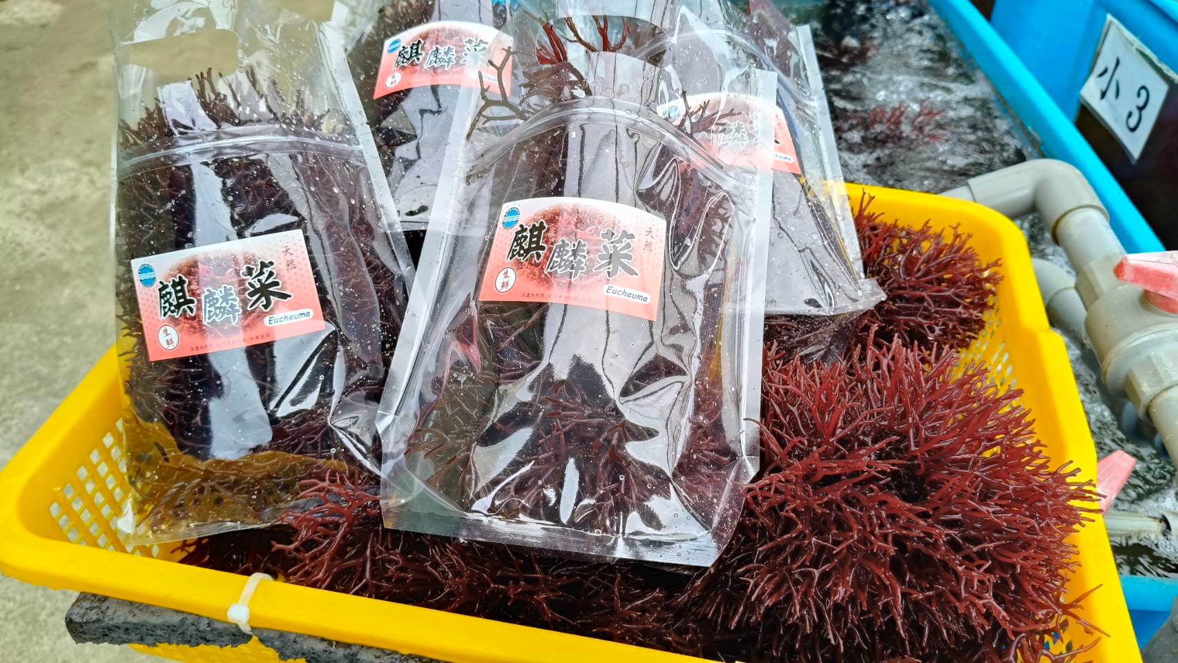 高纖維、低脂肪、低熱能 金門水試所麒麟菜開賣