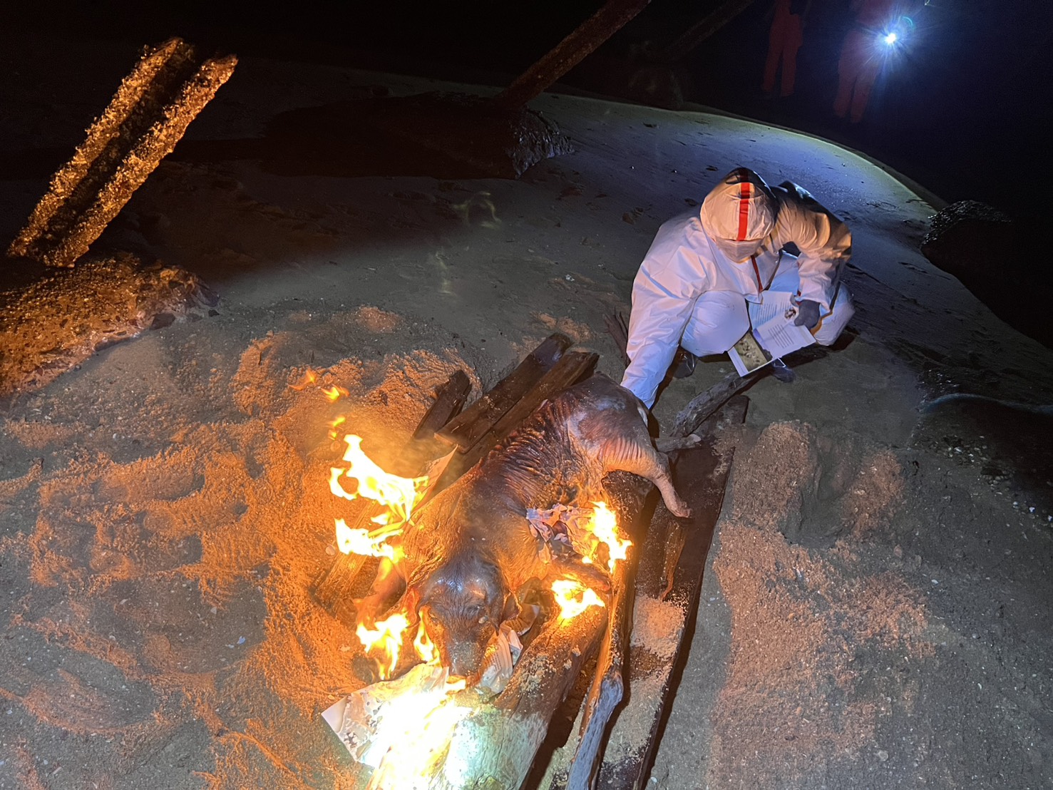 金門慈堤岸際1海漂豬於17日驗出非洲豬瘟 豬隻產品暫禁銷臺