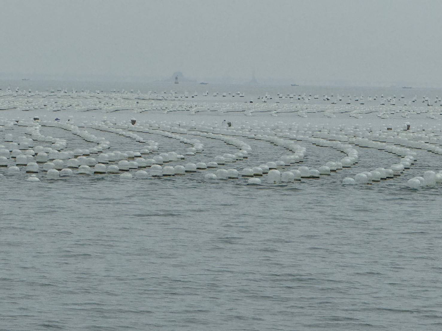金門非法牡蠣養殖區擴大 海巡單位全程戒護監管