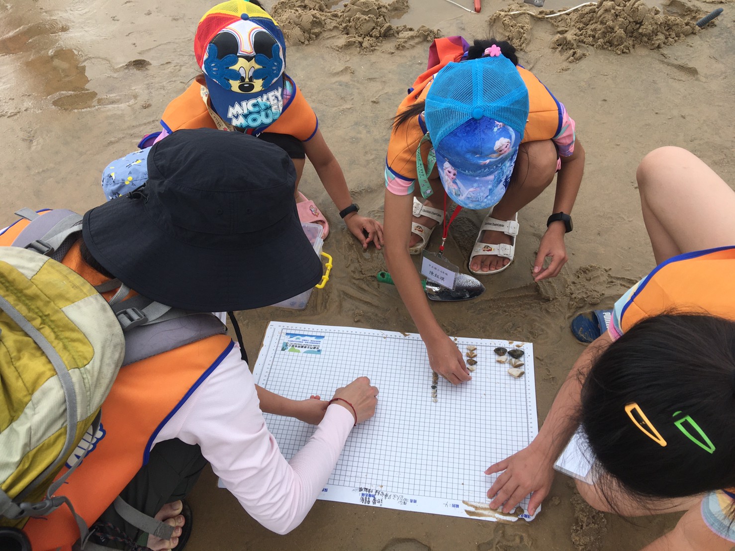 永續消費 金門縣政府建議採花蛤大於拾元硬幣再挖取及購買