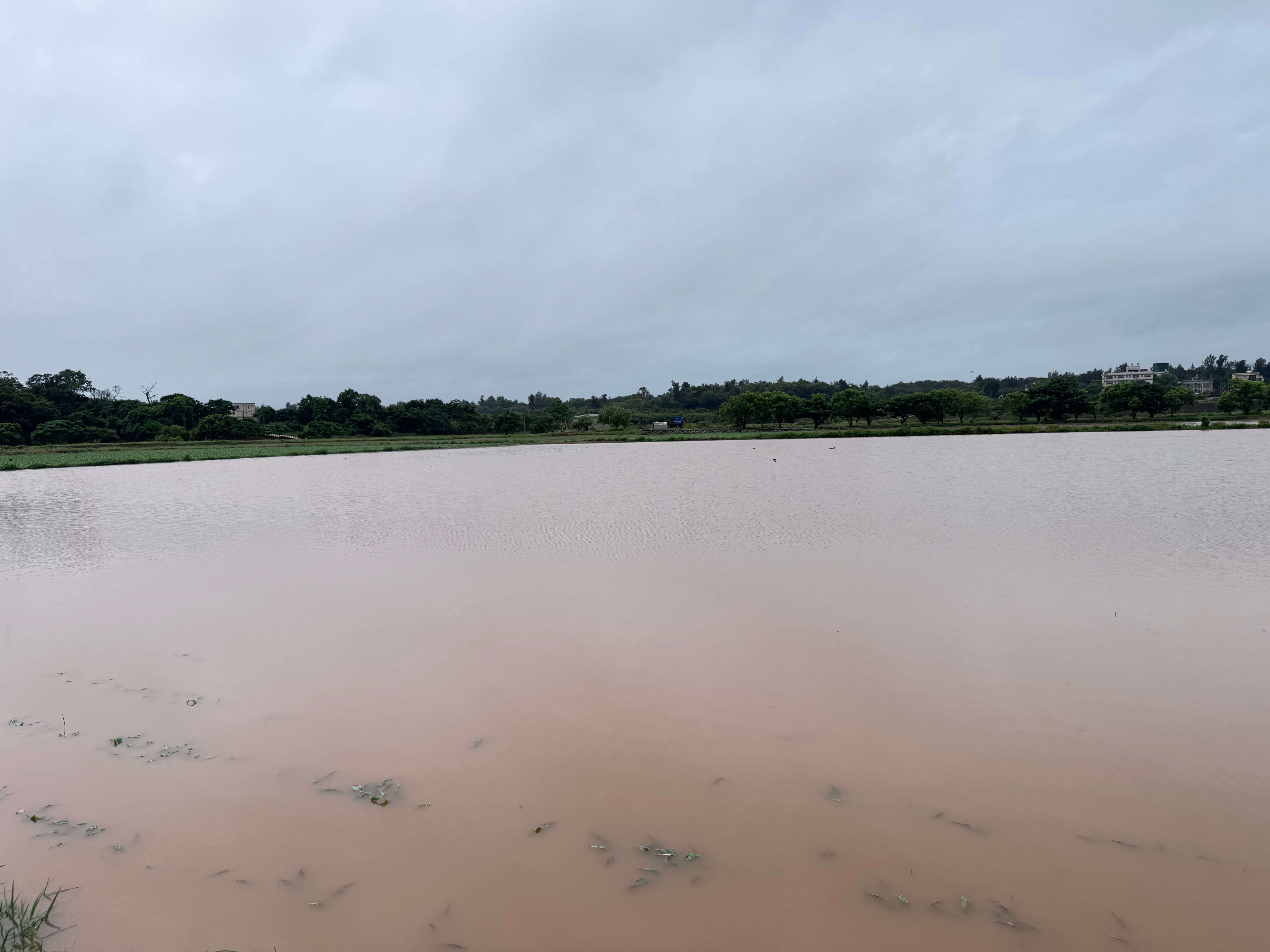 金門大雷雨毀金門高粱田500公頃損失慘重