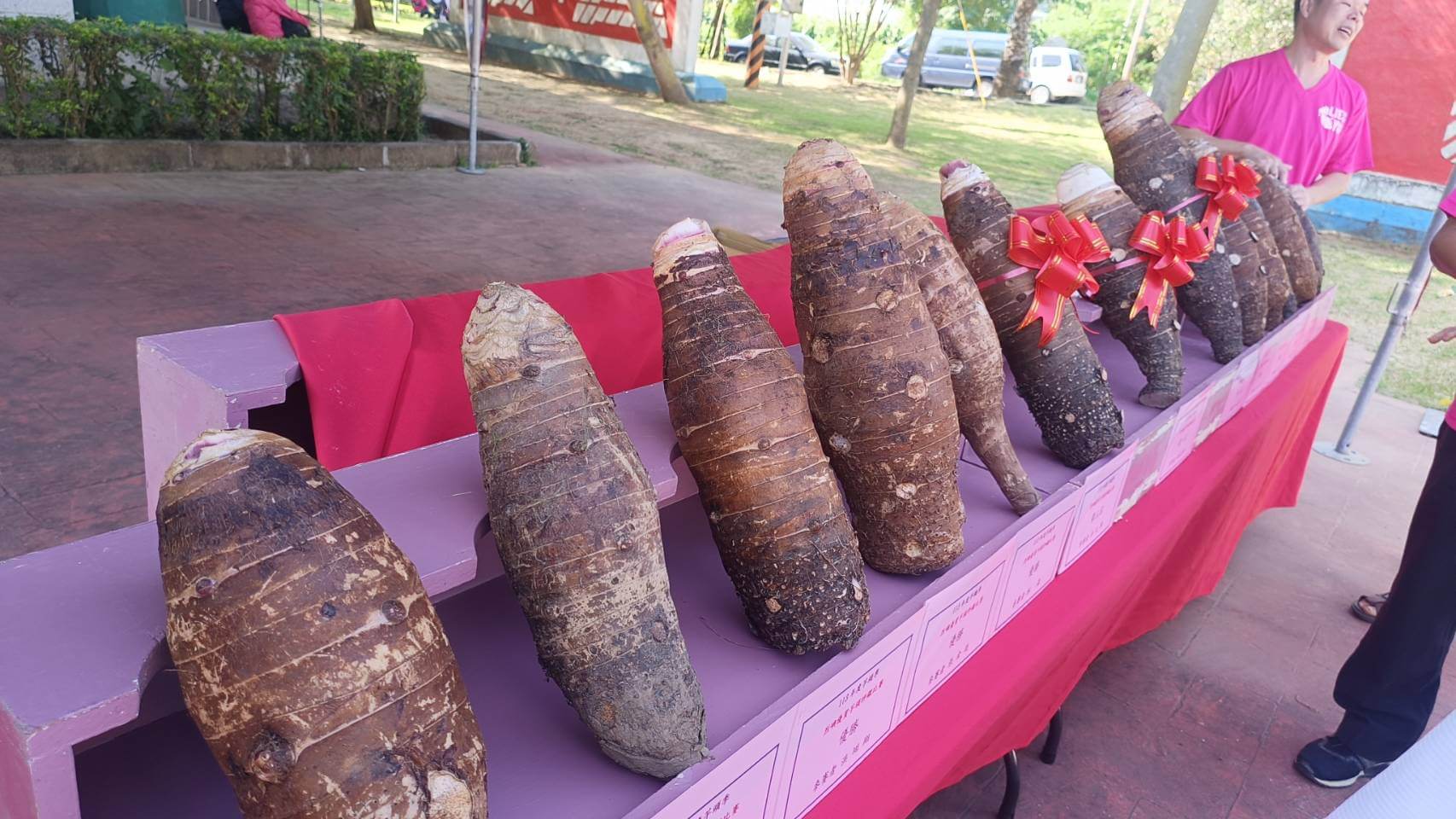 金門烈嶼鄉芋頭季「挖芋體驗活動」開始報名