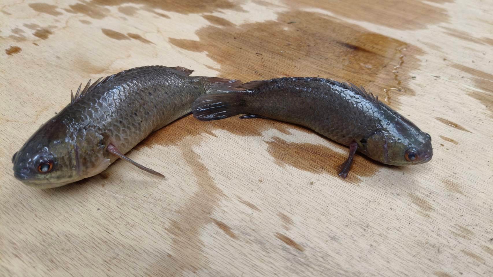 金門再生魚坊與職校產學合作  強化珍稀原生魚類保育