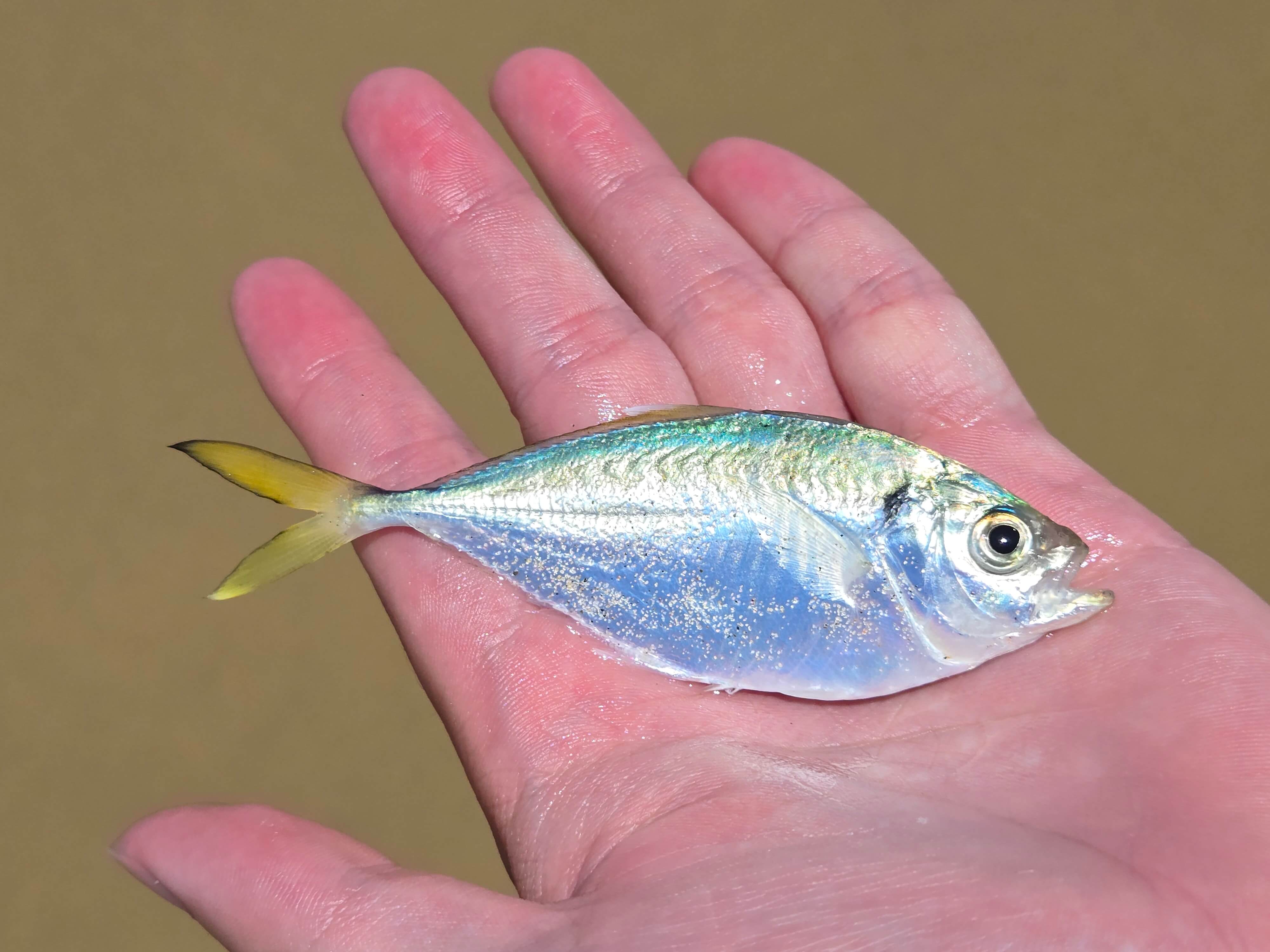 金門傳統漁業牽罟，水試所陳坑牽罟漁業體驗