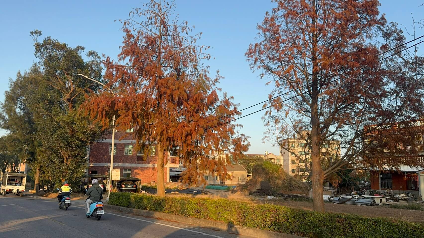 落羽松染冬季浪漫　林堡路金紅大道吸引攝影客與遊客追訪