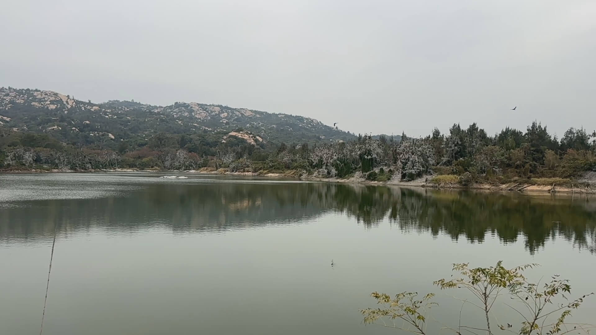 陽明湖黑壓壓的鸕鶿 造出白茫茫的偽雪景
